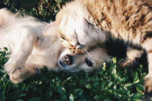 cat and dog playing apluspet